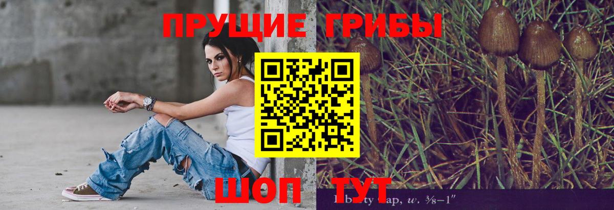 Псилоцибиновые грибы Psilocybe Камышлов
